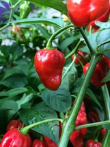 CARIBBEAN RED HABANERO CHILI LOT OF 3 Super Hot Pepper LIVE PLANTS 450,0... - $39.00