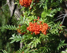 Sorbus Scopulina (Western Mountain Ash) 10 seeds - $1.21