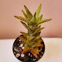 Tiger Tooth Aloe, Live 2" Succulent Plant, Aloe Juvenna, spiky succulents cactus image 2