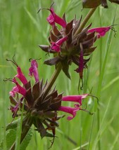 20 Seeds - Salvia Pitcher Sage - Very Hard to Find (Lepechinia hastata) - $10.49