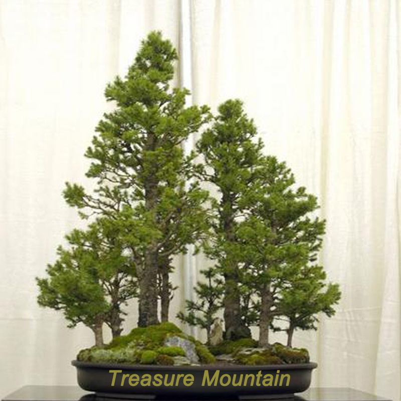 metasequoia bonsai forest