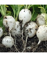 COOL BEANS N SPROUTS - Radish Seeds, White Round Chinese Radish Seeds, 5... - $2.96