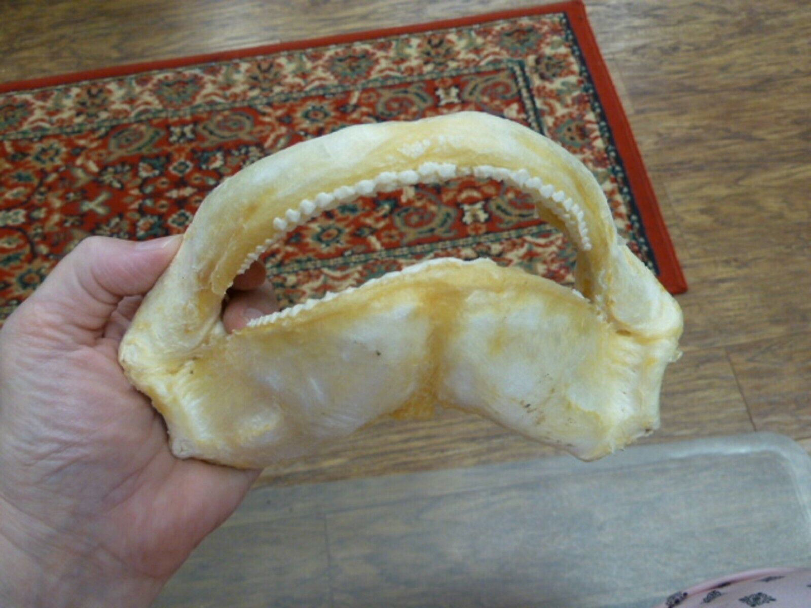 (sj275-50-11) 8" Tawny Nurse SHARK jaw species carpet sharks I love