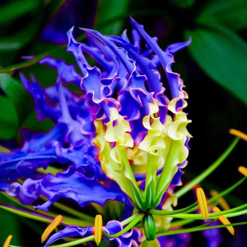 GLORIOSA SUPERBA Blubs, Flame Lily Bulbs,Flame Lily Flower,BLUE