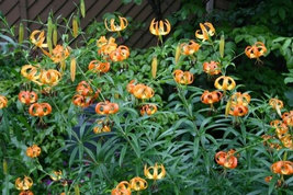 5 Turk's Cap Lily root bulbs  Lilium superbum image 2