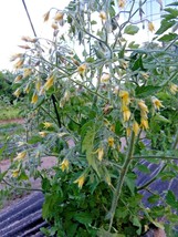 Myrium - prolific cherry tomato with a beautiful name - $5.00
