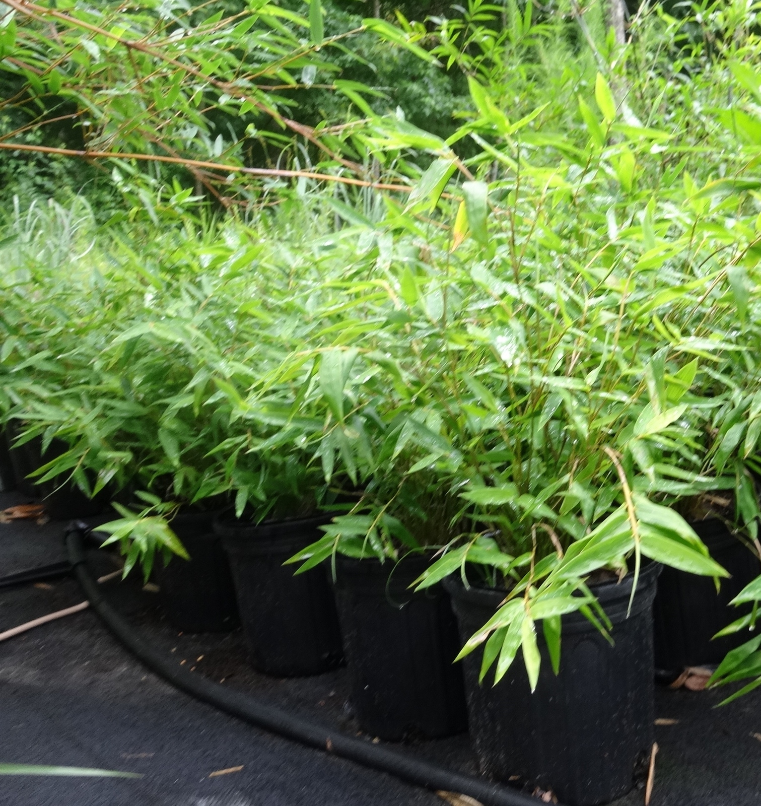 Bambusa Green Hedge Bamboo Plant - 1 Gallon Size - Clumping Form NON ...