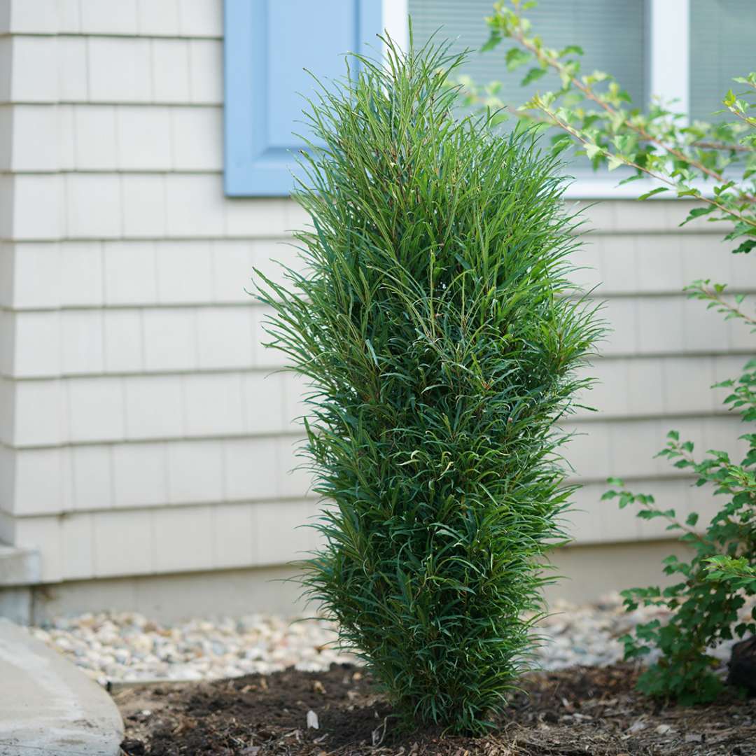 buckthorn rhamnus fern shrubs shrub greatgardenplants grower