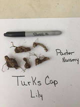 5 Turk's Cap Lily root bulbs  Lilium superbum image 3