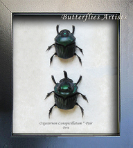 Real Scarab Beetles Oxysternon Conspicillatum PAIR Framed Entomology Shadowbox - $78.99