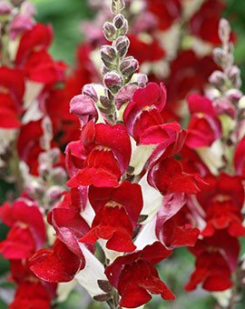 50 Seeds Night & Day Snapdragon Antirrhinum Flower - Seeds & Bulbs