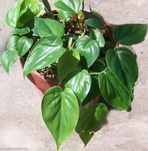 Heart Leaf Philodendron - Easiest House Plant to Grow - 4" Clay Pot From Jmbambo - $24.99