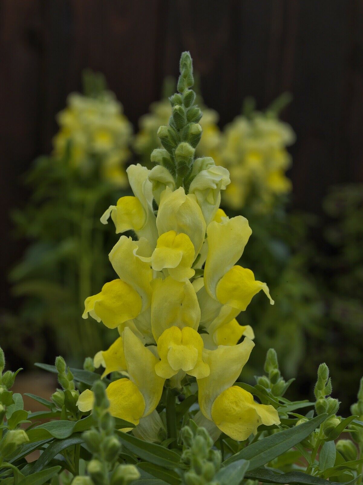 Primary image for MPB#4 Snapdragon Seeds Snapdragon Candy Tops Yellow 50 Pelleted Seeds
