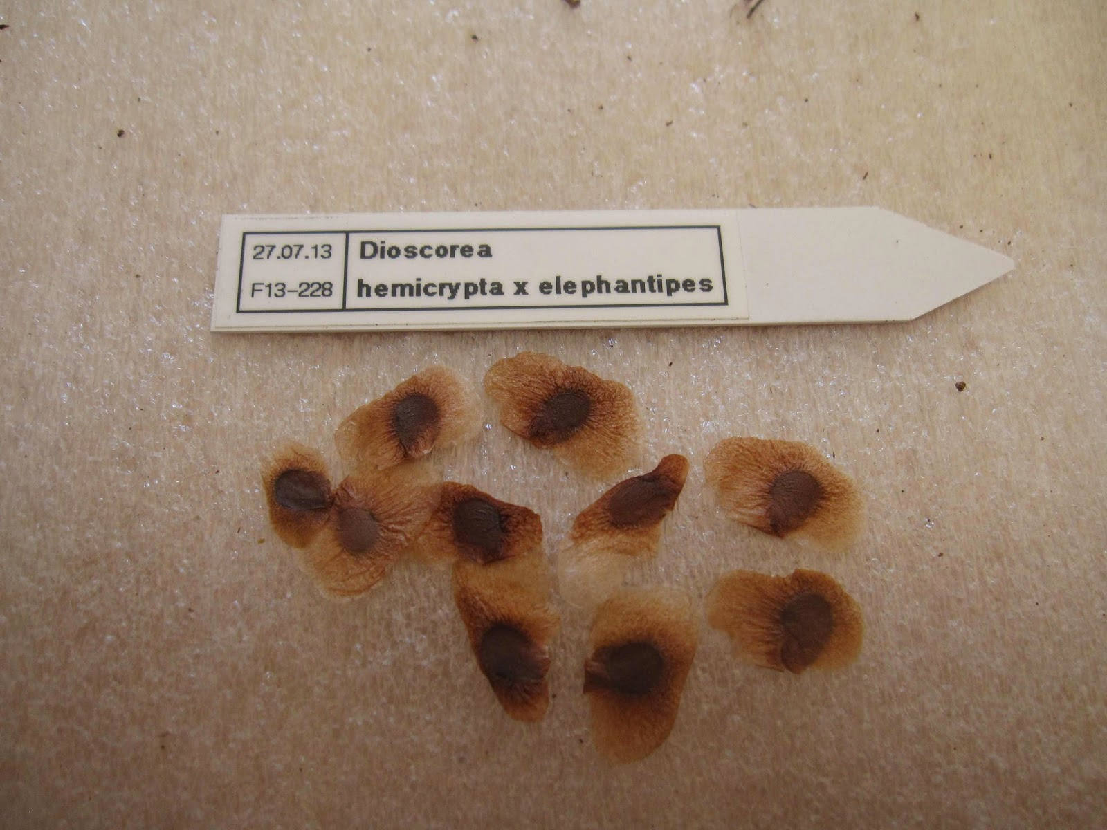 5 Wild Yam Seeds,Dioscorea villosa Perennial, Zones 36. fast