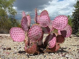 20 Seeds - Purple Prickly Pear Cactus - Opuntia violacea v. santa rita - $12.99