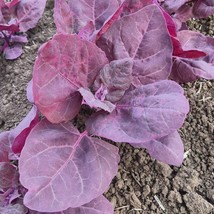 Orach Seeds - Purple - Vegetable Seeds - Gardening - Outdoor Living Free Shippng - $35.99