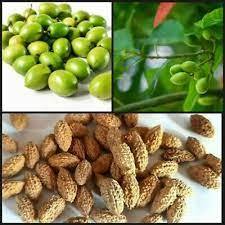 20 + 10 Free Ceylon Olive Tree Seeds Olea Europaea Elaeocarpus Ganitrus Seeds