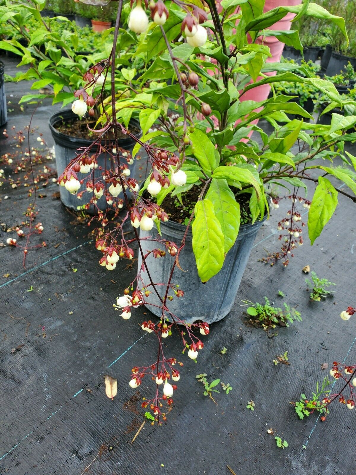 Health Plant LIGHT BULB LIVE PLANTCLERODENDRUM SMITHIANUMCHAINS OF