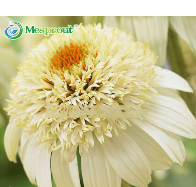 100 SEED Heirloom WHITE Echinacea 'Milkshake' Chrysanthemum seed A