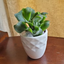 Ripple Jade Succulent in White Ceramic Planter Pot, with Rose Quartz Stones image 4