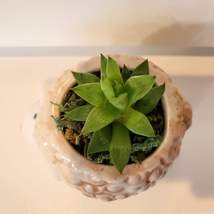 Sheep Planter Pot with Succulent, Star Cactus, Haworthia Retusa, Animal Planter image 9