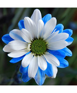 50 seeds Rare Ballad of Dueana Chrysanthemum Flowers - $10.00