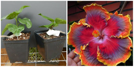 Night Runner**Small Rooted Tropical Hibiscus Starter Plant*Ships Bare Root - $75.99
