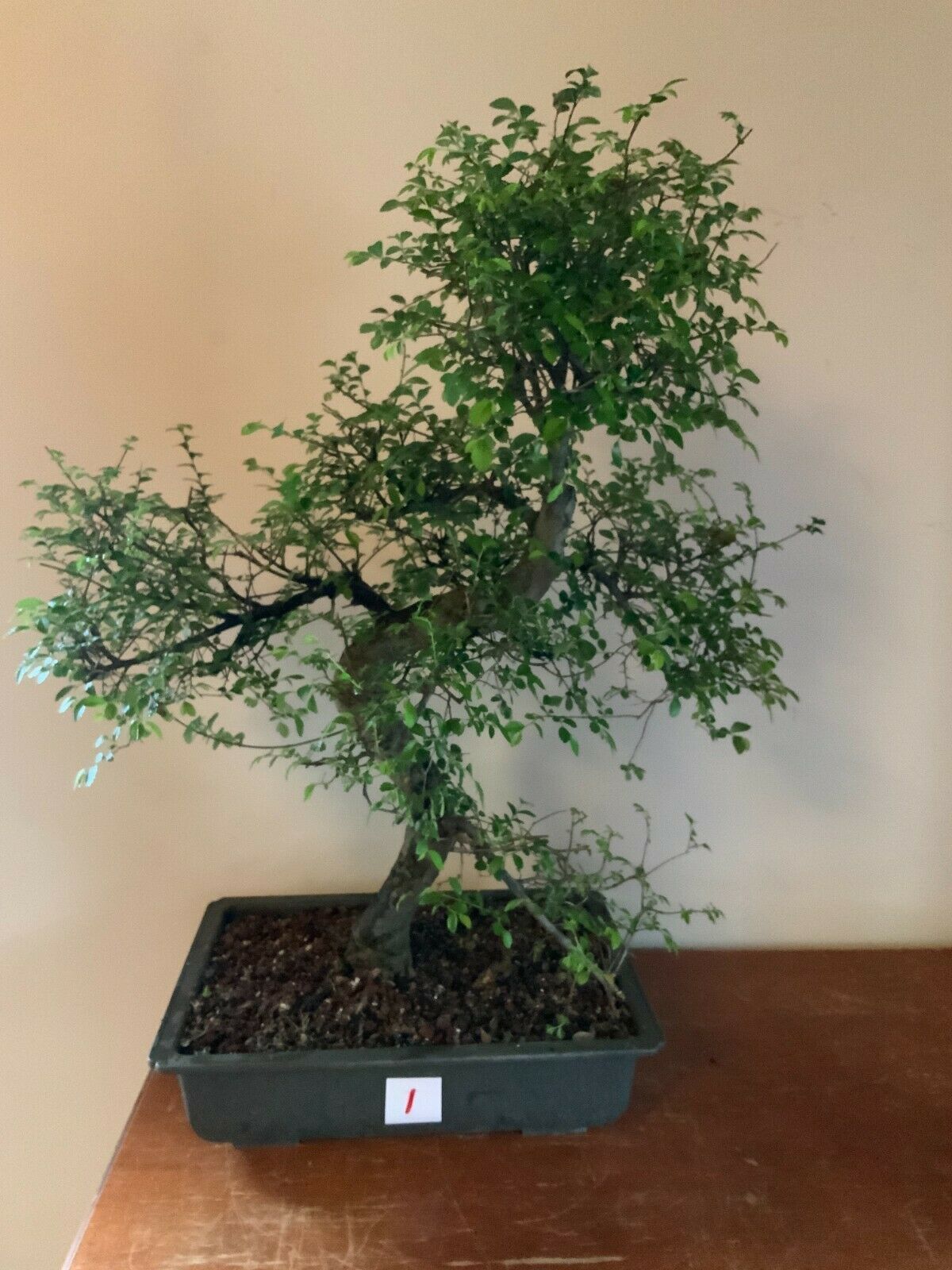 Specimen Dwarf Chinese Elm Bonsai (ulmus parvifolia seiju) Choose your