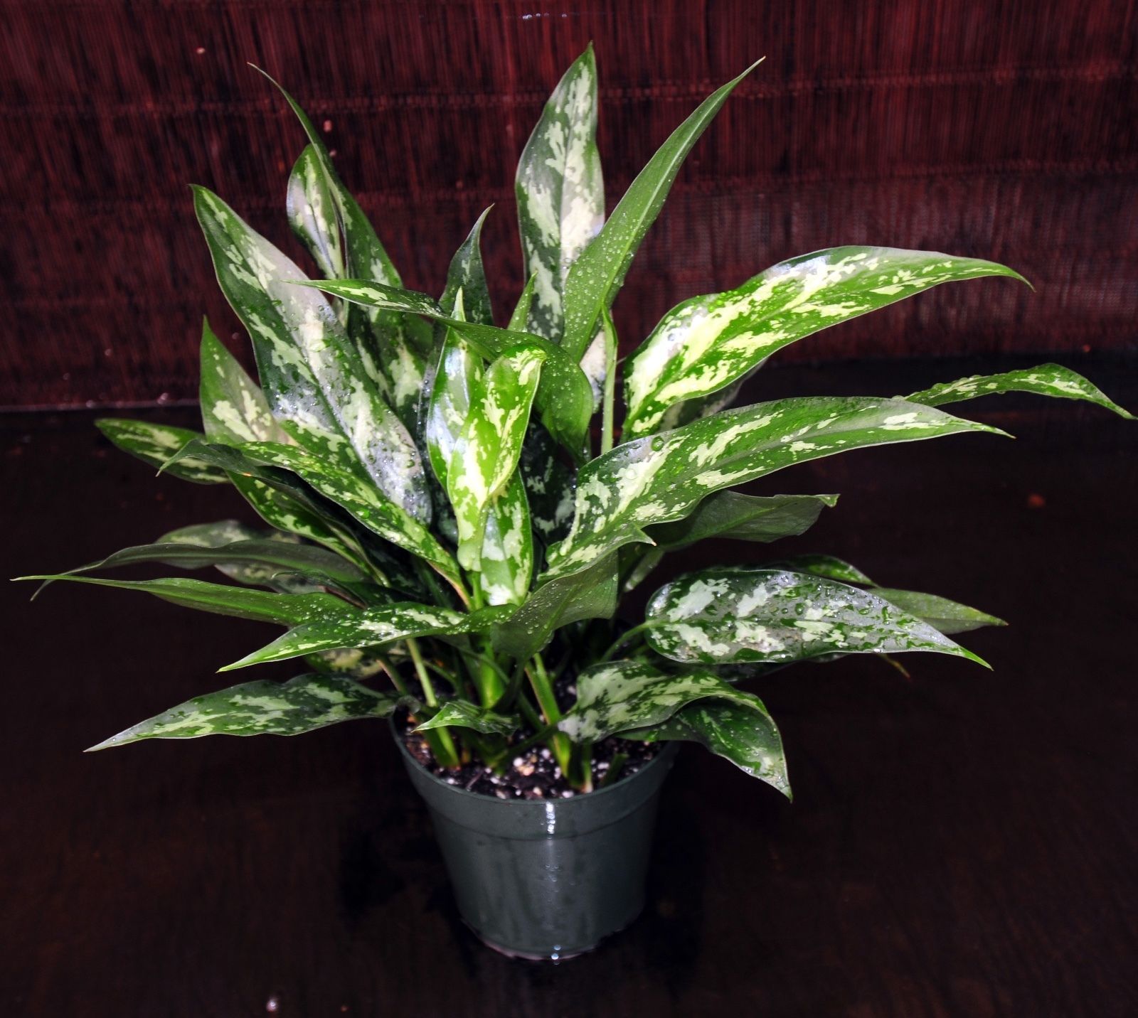  Aglaonema  Maria 6 Pot Chinese Evergreen Excellent Tropical 