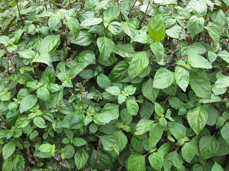 5 TRUE PATCHOULI Shrub Fragrant Patchouly Pogostemon Cablin Herb Seeds