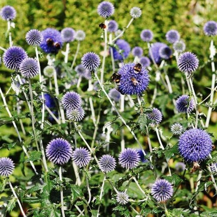 25 Pcs Blue Globe Thistle Flower Seeds #MNSS - Seeds & Bulbs