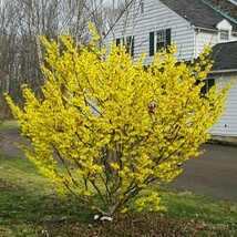 American Witch Hazel quart pot image 3