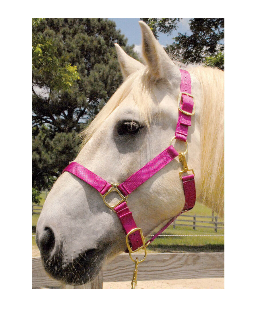 Draft Horse Halter Regular For Horses (14001700 lb) Adjustable Strap