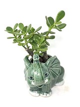 Sunset Jade Plant| Crassula Elephant Round Vase - $26.45