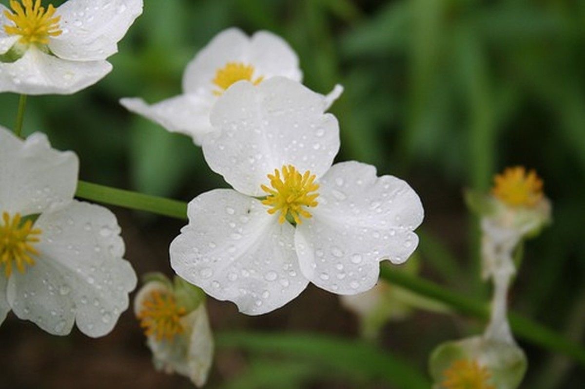 Common Arrowhead Seeds - Attractive white flowers 100 ...