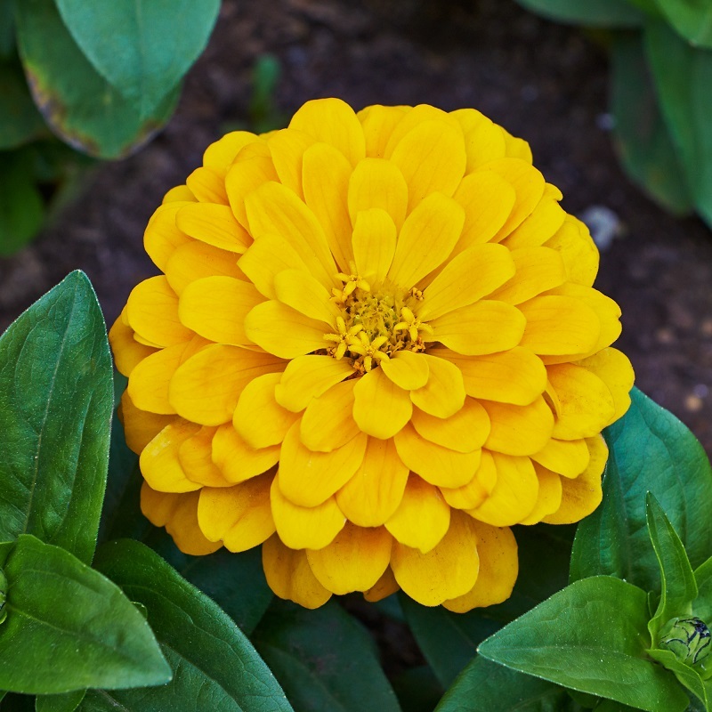 50 Seeds Elegans Zinnia Yellow Canary Bird Flower Seeds & Bulbs