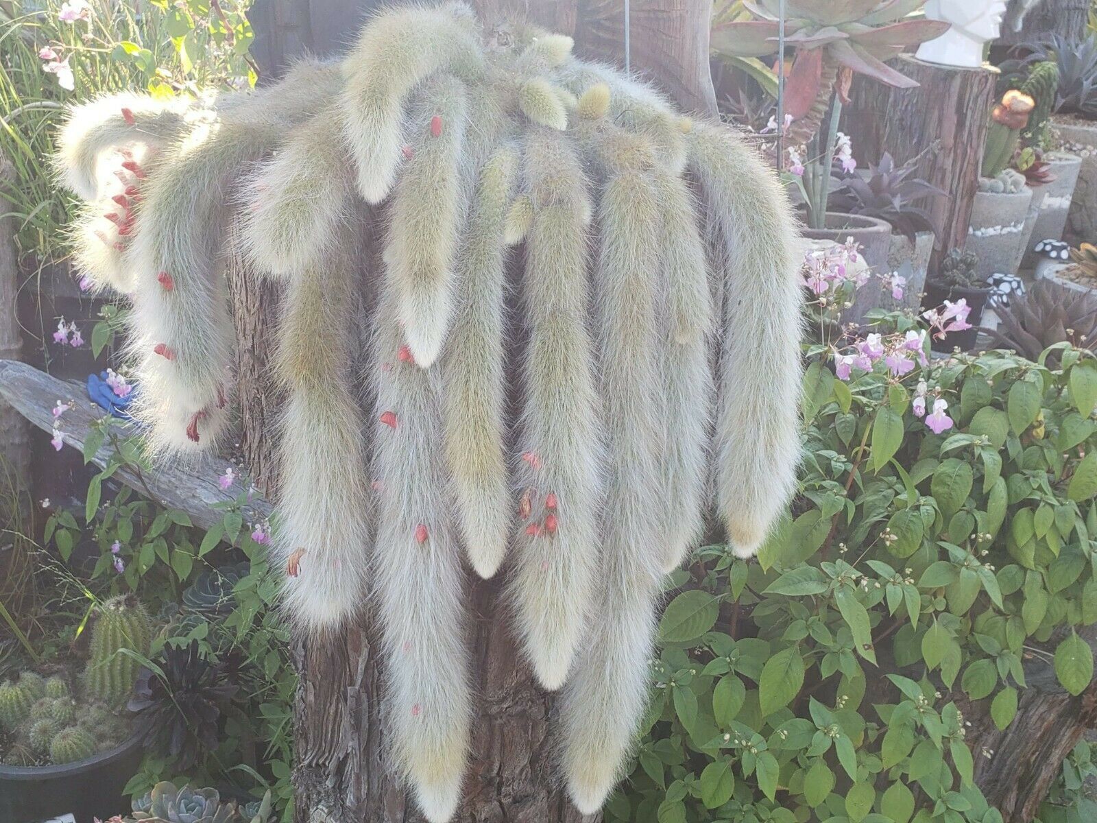 Cola de chango,Hildewintera colademononis monkey tail cactus no ...