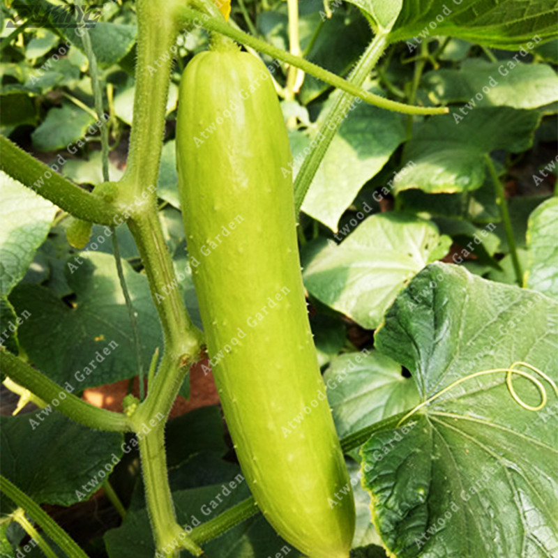 100Pcs Chinese Cucumber Nutritious Delicious Sweet Fruits And
