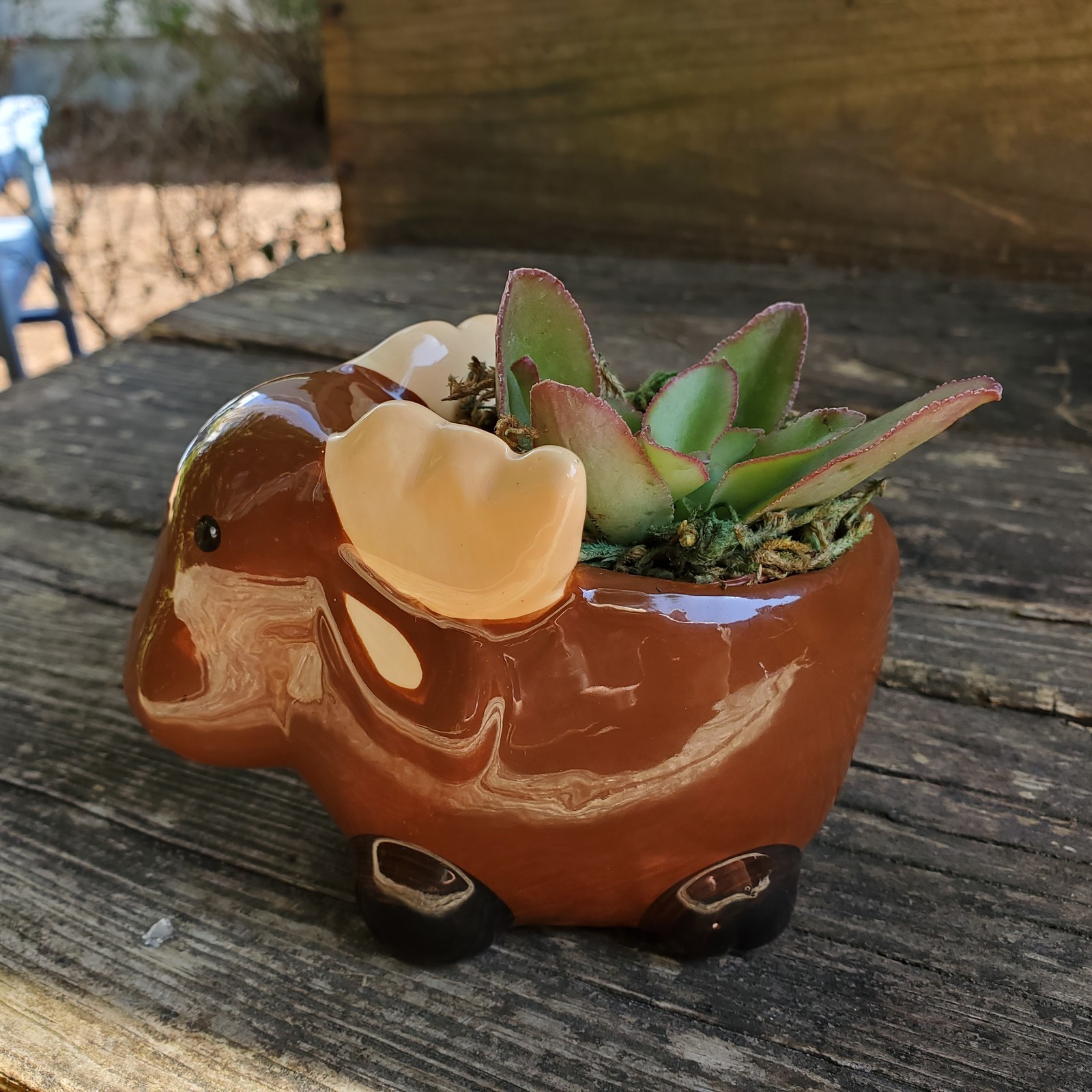 Kalanchoe Succulent in Ceramic Moose Planter, 5" Brown, Animal Pot