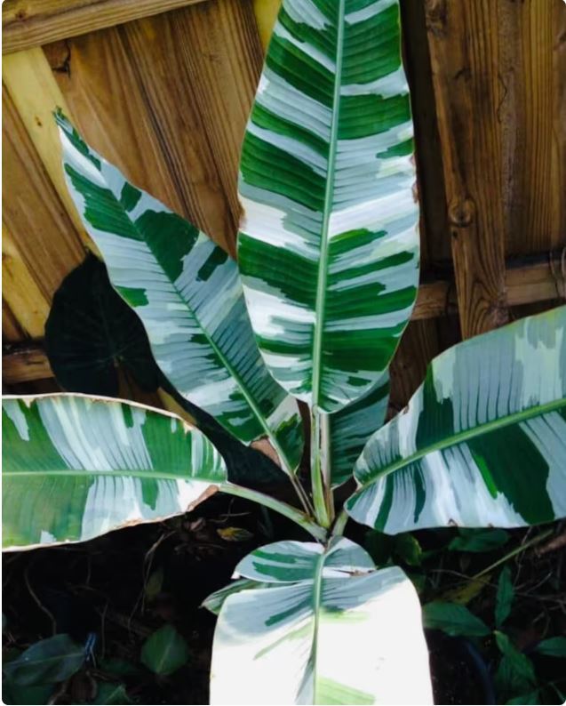 Variegated Hawaii Banana Musa Ae ae Live Banana Plants With ...