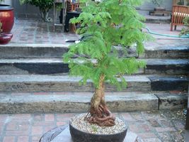 Dawn Redwood quart pot (Metasequoia glyptostroboides) image 5