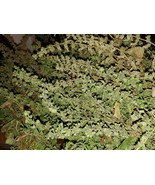 7 grams Lemon Balm Flowers (Dried) Harvested from Washington State - $9.90