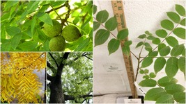 1 Live Plant Black Walnut tree native quart pot Home Garden BV - $41.99