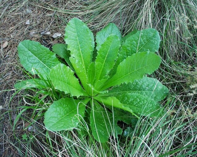 Lactuca virosa Seeds ~ 20+ Seeds ~ Opium Lettuce For Tea, Resin extract ...