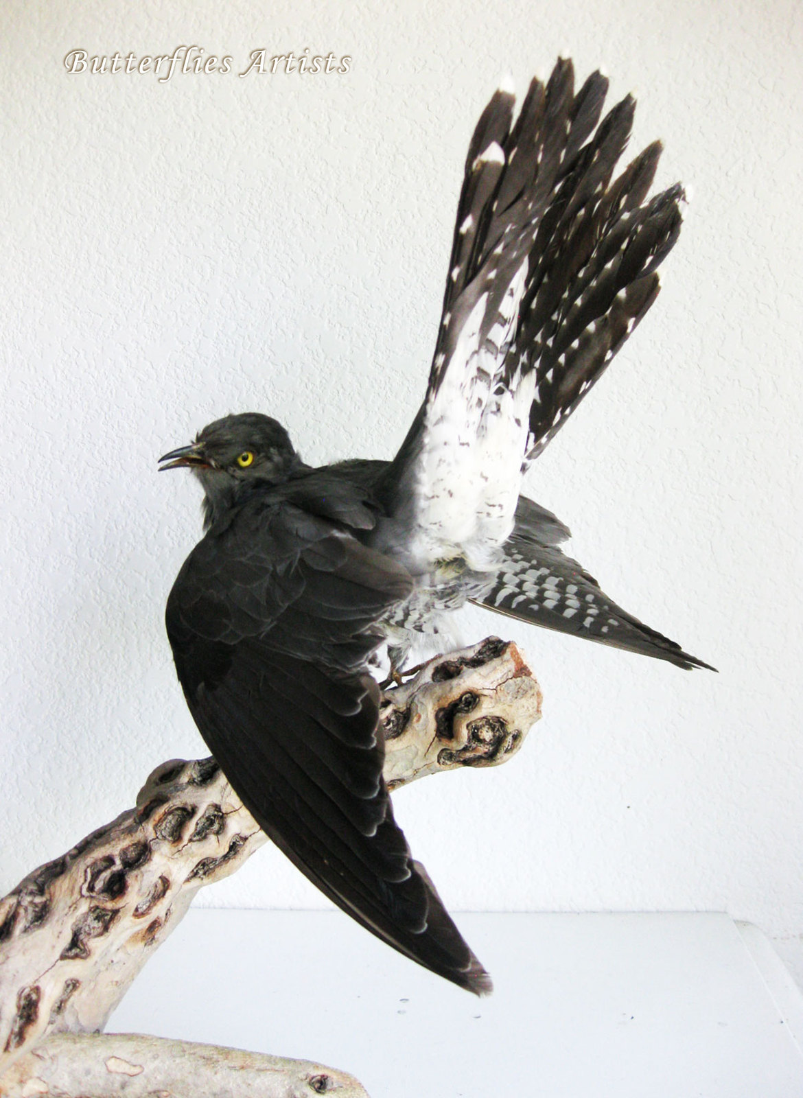 stuffed cuckoo