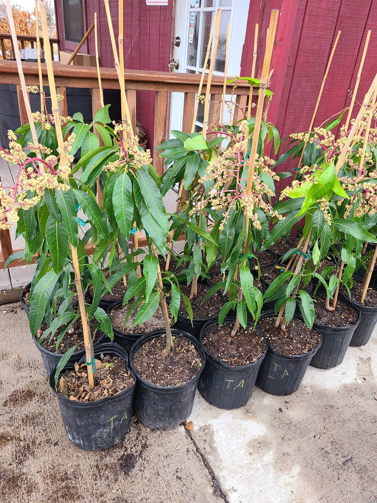 Mangos grafted tree sweet fruit Fruit/Flowering