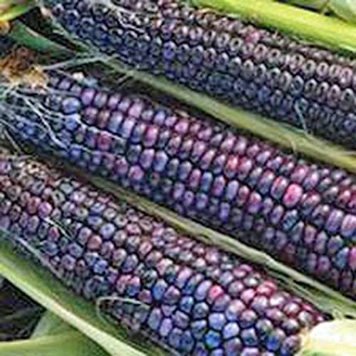 Corn, Blue HOPI, Heirloom ,200 Seeds, Great for Making Blue Corn Flour