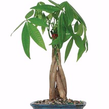 Money Tree Plant Indoor Braided Bonsai Wealth Good Fortune Luck Prosperity Gift - $60.69
