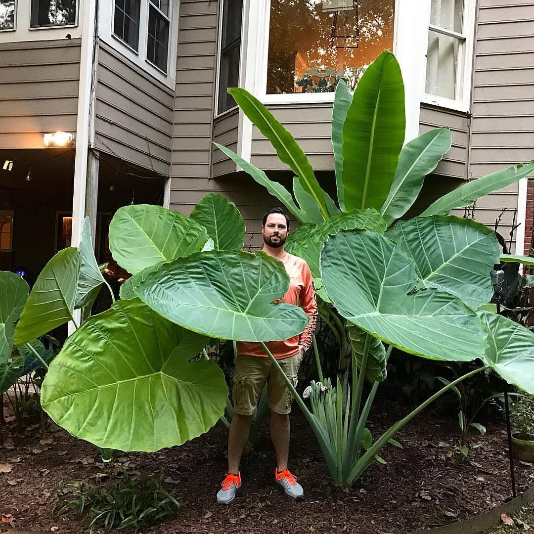 Colocasia Gigantea "Giant Elephant Ear, Indian Taro" - 1 Live Bulb