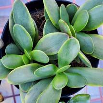 Crassula Variegata Platyphylla - Live Succulent, Variegated Jade 2" Plant